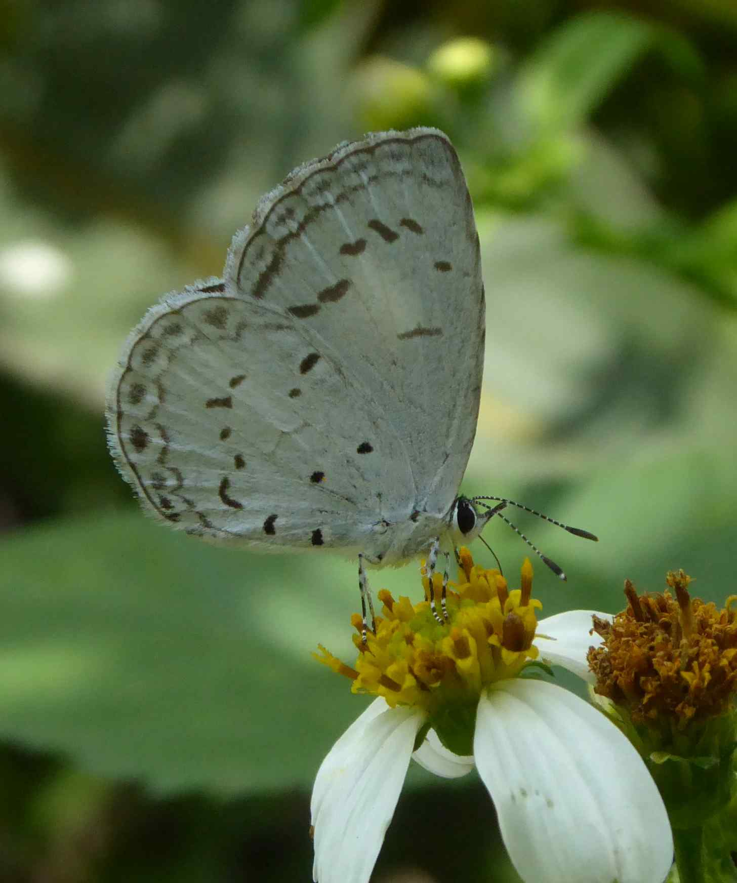 Acytolepsis puspa myla Acytolepsis puspa myla